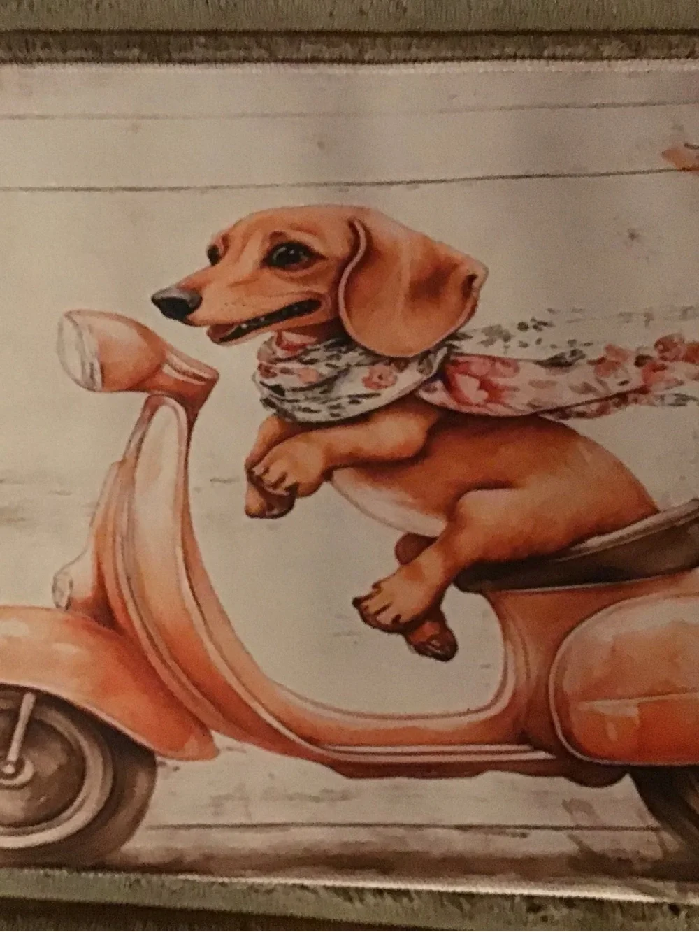 N/A charming dachshund